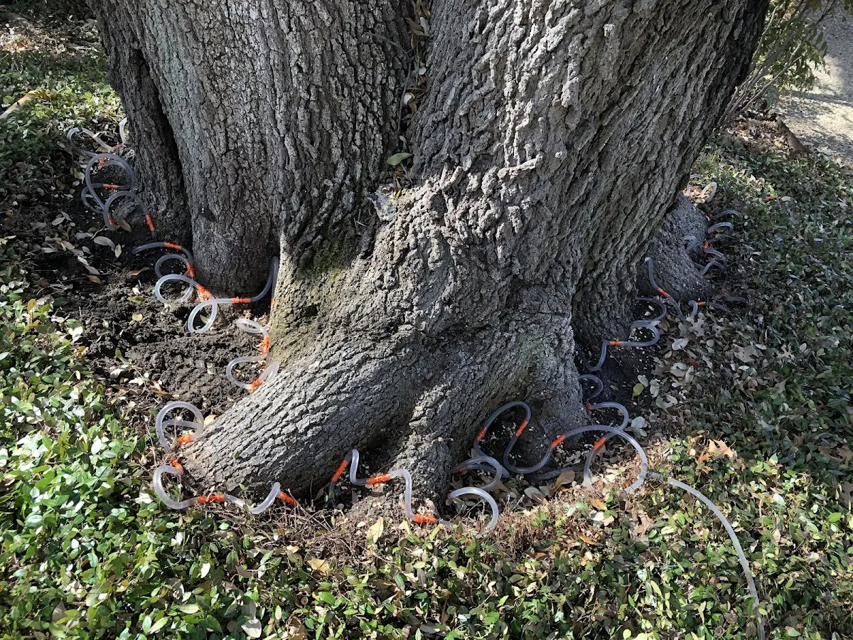 Detailed Tree Cabling and Bracing job site in Grambling
