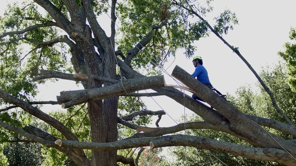 Professional Crown Thinning performed by certified arborists in Grambling